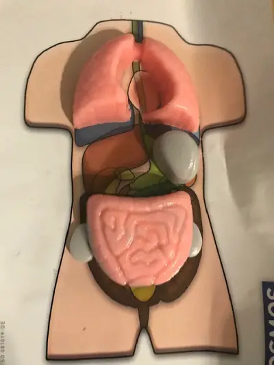 Thames and Kosmos Anatomy Kit Fun For Everyone 2 organs placed on the body graphic.
