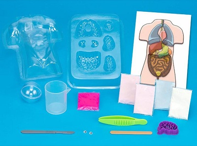 Thames and Kosmos Anatomy Kit Fun For Everyone 1 thames and kosmos kit laid out