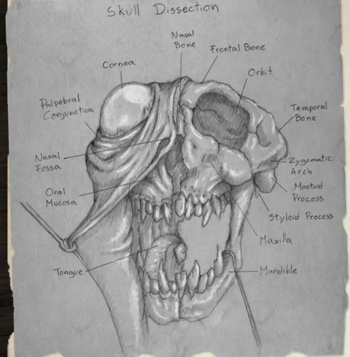 Skull dissection of a Dreamland Ghast